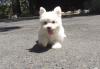 Puppies for sale Sweden, Stockholm Maltese