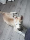 Puppies for sale United Kingdom, Chester Other breed, siberian husky puppies