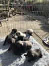 Puppies for sale United Kingdom, Chester Pug
