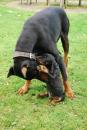 Puppies for sale United Kingdom, Chester , doberman