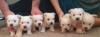 Puppies for sale United Kingdom, Chester Weimaraner, WEST HIGHLAND TERRIER