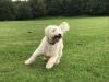 Puppies for sale Spain, Albacete Labrador