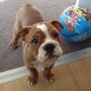 Puppies for sale USA, Ohio English Bulldog