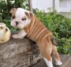 Puppies for sale Romania, Iasi English Bulldog