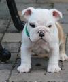 Puppies for sale Romania, Dirlosh English Bulldog