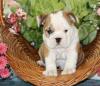 Puppies for sale Romania, Constanta English Bulldog
