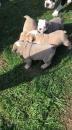 Puppies for sale Romania, English Bulldog