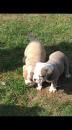Puppies for sale Denmark, Aalborg English Bulldog