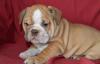 Puppies for sale Romania, Alexandria English Bulldog