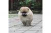 Puppies for sale Greece, Athens Pomeranian Spitz
