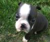 Puppies for sale USA, Arizona, PHOENIX AZ  85007 Boston Terrier