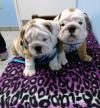 Buy a dog Germany, Dortmund English Bulldog