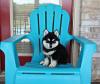 Puppies for sale USA, Kentucky Pomeranian Spitz