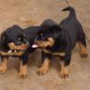 Puppies for sale Hungary, Debrecen Rottweiler