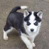Puppies for sale Spain, Barcelona Other breed