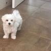 Puppies for sale Spain, Barcelona Maltese