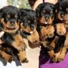 Puppies for sale Hungary, Gyor Rottweiler