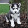 Puppies for sale Hungary, Pech Other breed