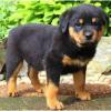 Puppies for sale Hungary, Budapest Rottweiler