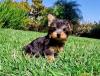 Puppies for sale USA, California, Los Angeles, 90001 Yorkshire Terrier