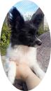 Puppies for sale Latvia, Daugavpils Papillon and Phalene