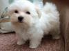 Puppies for sale Germany, Cottbus Maltese