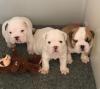 Puppies for sale Greece, Heraklion English Bulldog