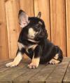 Puppies for sale Germany, Nuremberg French Bulldog