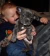Puppies for sale Germany, Leverkusen French Bulldog