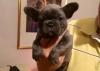 Puppies for sale Germany, Kayzerslauten French Bulldog