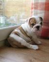 Puppies for sale Germany, Lubeck English Bulldog