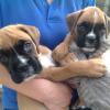 Puppies for sale Germany, Wiesbaden Boxer