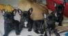 Puppies for sale Germany, Dusseldorf French Bulldog