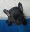 Puppies for sale Germany, Leipzig French Bulldog