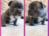 Puppies for sale Germany, Potsdam French Bulldog