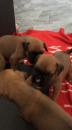 Puppies for sale Greece, Heraklion Boxer