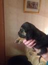 Puppies for sale Germany, Essen Other breed