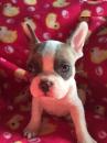 Puppies for sale Germany, Mainz French Bulldog
