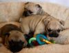 Puppies for sale Germany, Saarbruecken French Bulldog