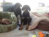Puppies for sale Germany, Wuppertal Doberman