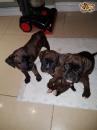 Puppies for sale Germany, Nuremberg Boxer