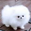 Puppies for sale Hungary, Budapest Pomeranian Spitz