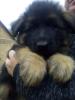 Продам щенка Украина, Запорожье Немецкая овчарка, длинношерстная