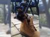 Продам щенка Portugal, Aveiro Yorkshire Terrier