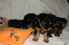 Продам щенка Germany, Brandenburg Yorkshire Terrier