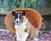Puppies for sale USA, Indiana Akita