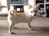 Puppies for sale USA, California, Los Angeles Chihuahua