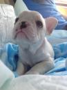 Puppies for sale USA, Pennsylvania French Bulldog