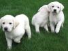 Puppies for sale USA, Kansas Labrador