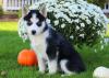 Puppies for sale USA, Colorado Haski